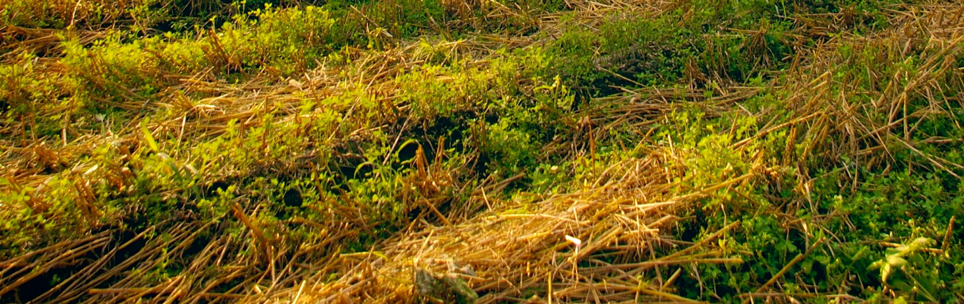 Food security plan after Brexit biggest