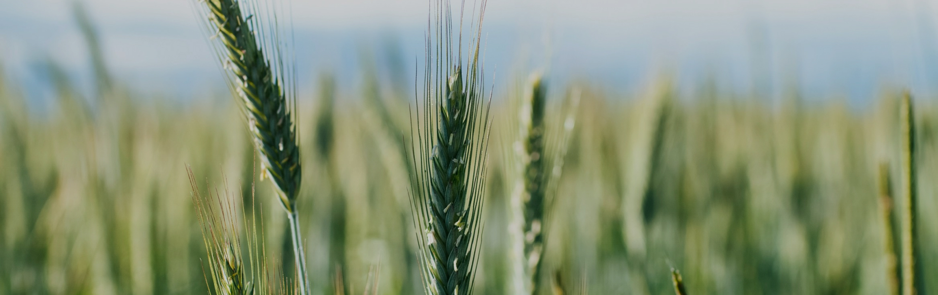 challenges the sowing campaign